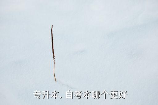 自考本專(zhuān)升本該怎么選,從自考專(zhuān)升本/文升本含金量更高