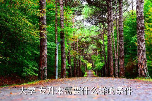 學(xué)生專升本要求,自考專升本:報(bào)名時(shí)需要國(guó)家承認(rèn)學(xué)歷大專文憑