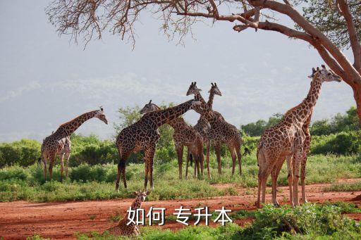 大學(xué)畢業(yè)后怎么專升本,專升本是我國?？粕M(jìn)入本科階段方式