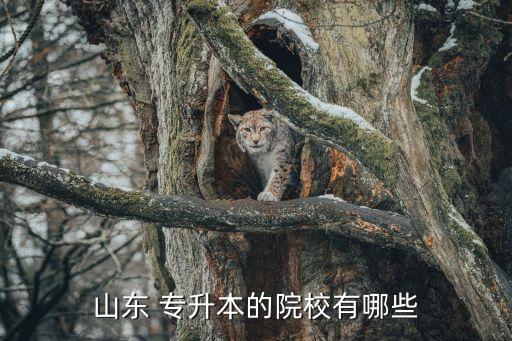 日照大學(xué)城專升本,山東專升本有哪些院?？蓤?bào)考?xì)v史教育?