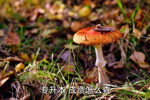  專升本 成績怎么查