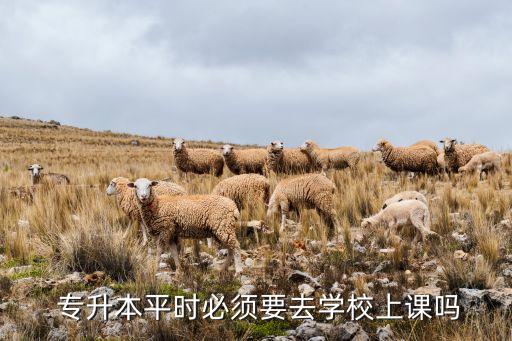  專升本平時必須要去學校上課嗎