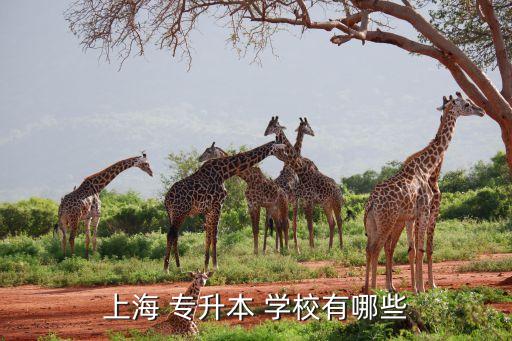 2016專升本專業(yè)學校,上海招生:統(tǒng)招專升本須在省內(nèi)報名