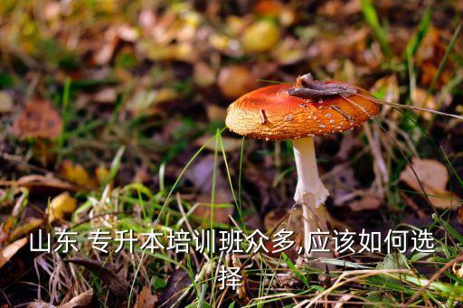 四平專升本輔導班,選擇專升本輔導班來濟南是明智之舉