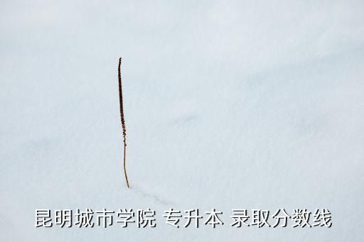 昆明城市學院 專升本 錄取分數線