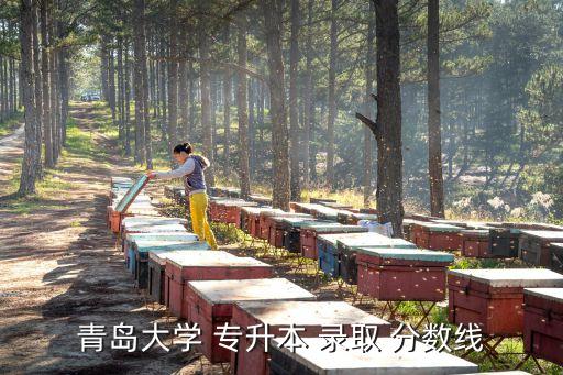 青島大學(xué) 專(zhuān)升本 錄取 分?jǐn)?shù)線