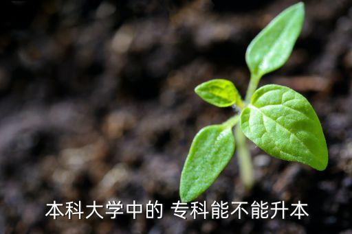  本科大學(xué)中的 專科能不能升本