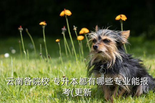 云南各院校 專升本都有哪些專業(yè)能報考(更新