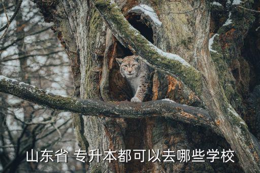 山東省 專升本都可以去哪些學校