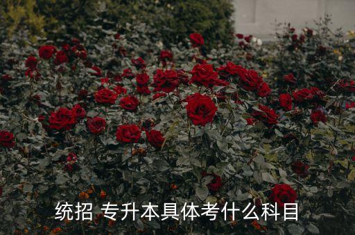 統(tǒng)招 專(zhuān)升本具體考什么科目