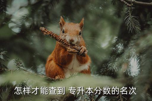 怎樣才能查到 專升本分數(shù)的名次