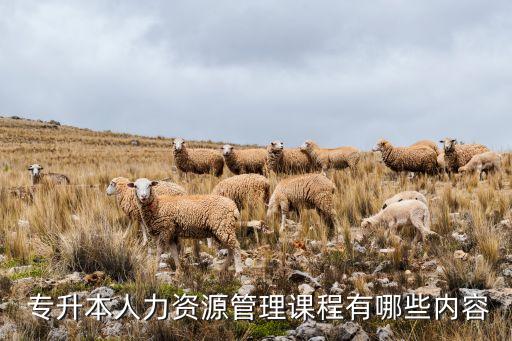  專升本人力資源管理課程有哪些內容