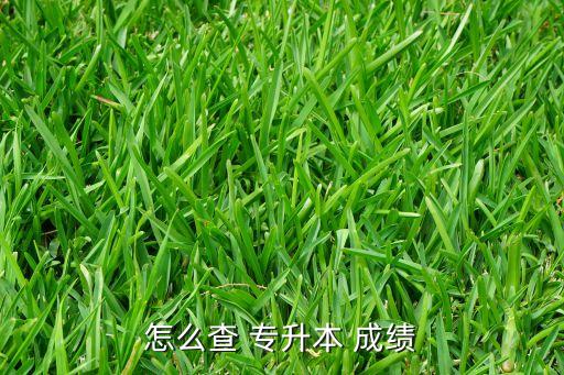 怎么查 專升本 成績(jī)