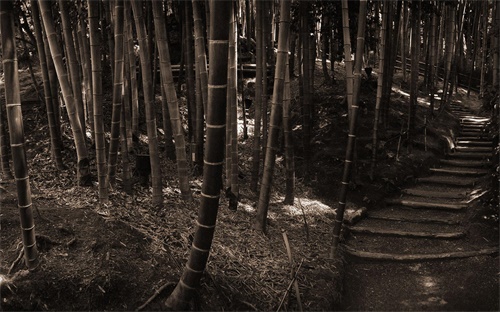 普通專(zhuān)升本畢業(yè)證書(shū)樣板,專(zhuān)升本和普通本科畢業(yè)證書(shū)有何差別?